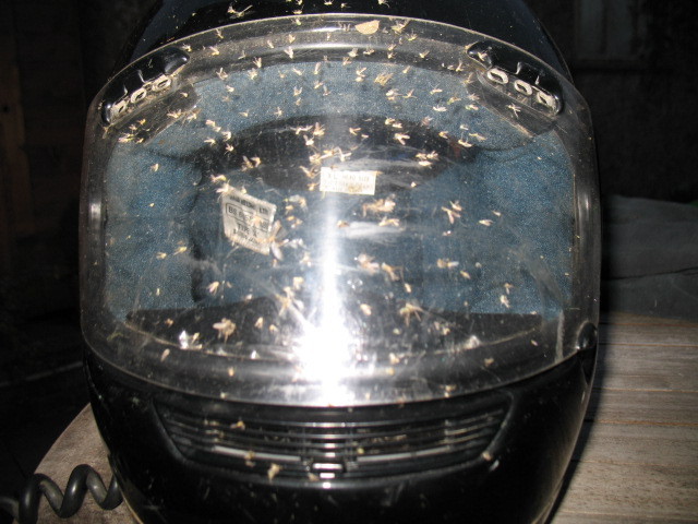 Fly Squash Helmet